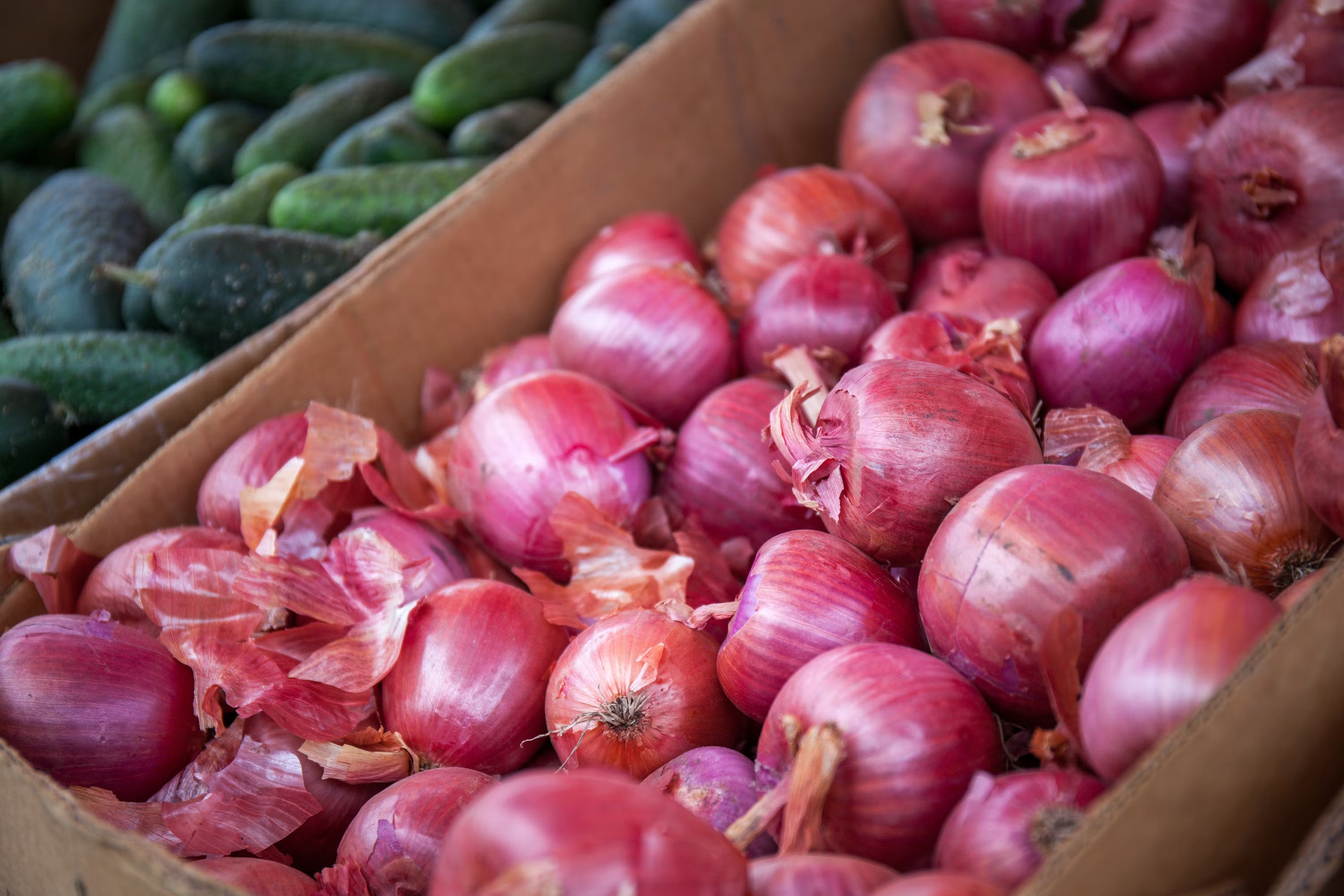 Bulk red onions sorted for domestic wholesale distribution in India