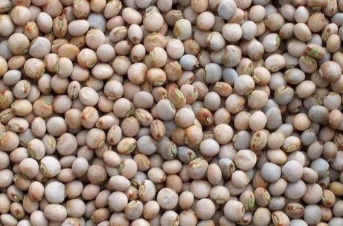 White Pigeon Peas Export Quality