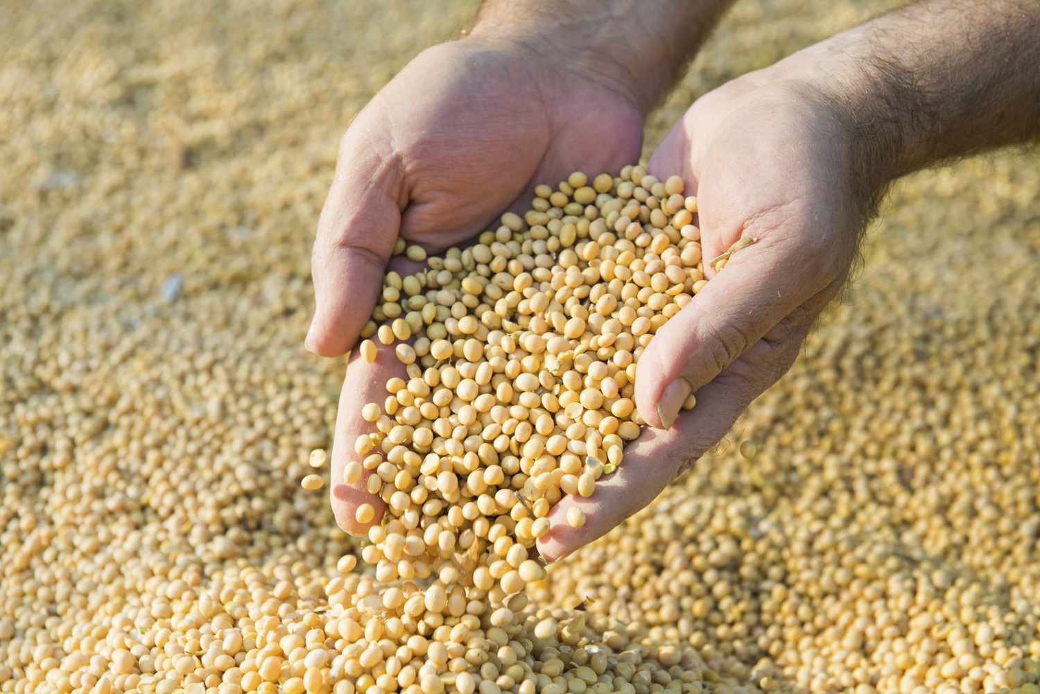 Indian Soybean Export Quality